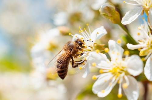 abeille fleur blanche